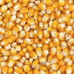 Machine à Pop Corn avec 5kg de maïs et 150 gobelets | Location SONO77 Marne-la-Vallée